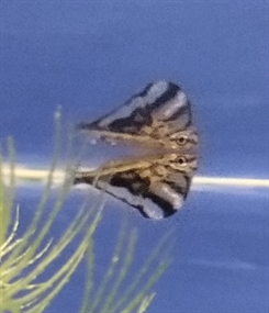 Øksefisk, Carnegiella strigata - marmor